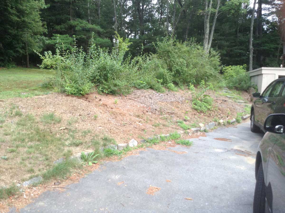 North Andover Plantings (before)